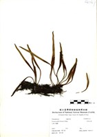 藏品(多形石葦)的圖片